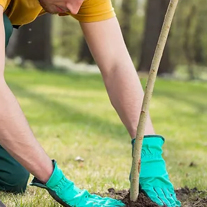 Professional Tree Planting Service