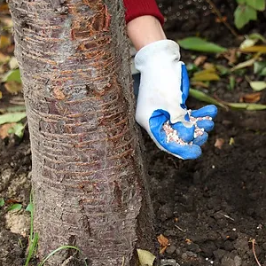 Tree Fertilization