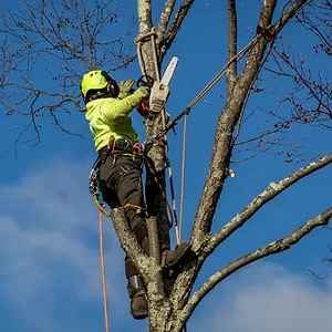 Benefits of Winter Tree Pruning