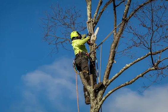 Benefits of Winter Tree Pruning