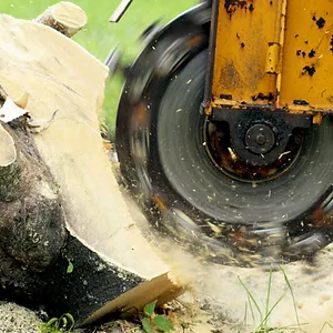 Benefits of Professional Stump Grinding