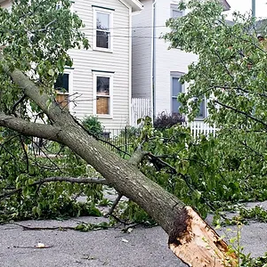 Tree Preservation