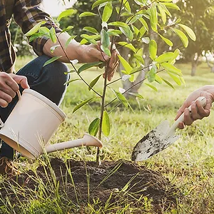 Tree Planting Advice from Utah Arborists