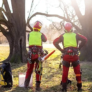 Why Call an Arborist for Tree Pruning