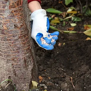 Consult Your Local Arborist Before Fertilizing Your Trees