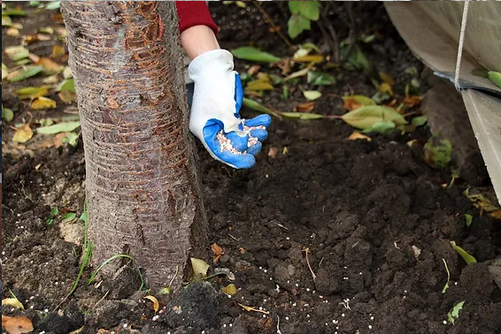 Consult Your Local Arborist Before Fertilizing Your Trees
