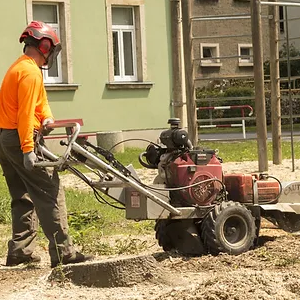 When Is Tree Stump Grinding the Right Choice