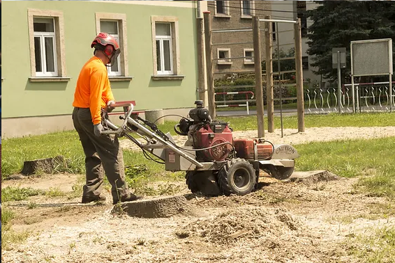 When Is Tree Stump Grinding the Right Choice