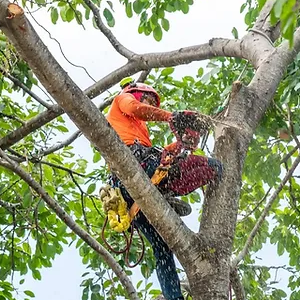 Tree Trimming Mistakes You Want to Avoid