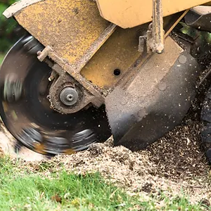 Plant Tree after Stump Grinding