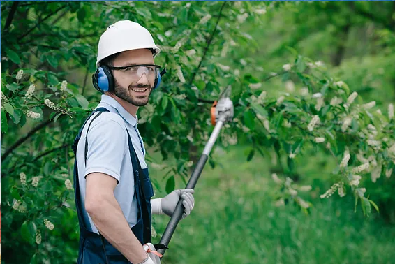 10 Telltale Signs It's Time for Tree Pruning