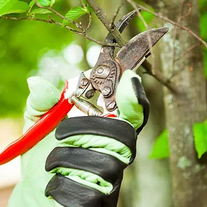 4 Spring Pruning Tips for Your Trees-300