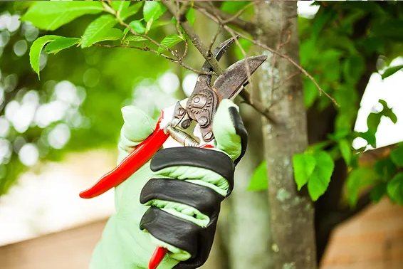 4 Spring Pruning Tips for Your Trees Utah
