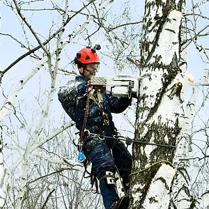 Best Time of Year for Tree Removal in Utah