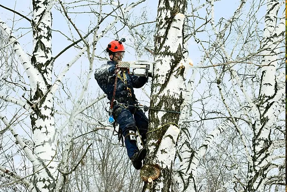 Best Time of Year for Tree Removal in Utah