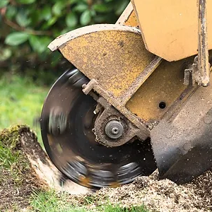 Complete Guide to Tree Stump Grinding