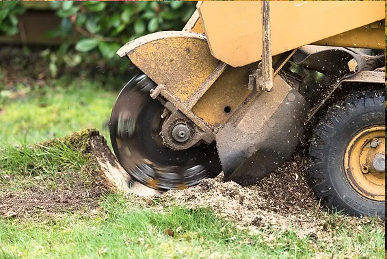 Complete Guide to Tree Stump Grinding