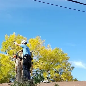 Electric Company Trim Your Trees-300