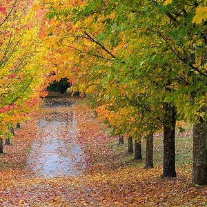 Fall Tree Care Guide for Utah Homeowners