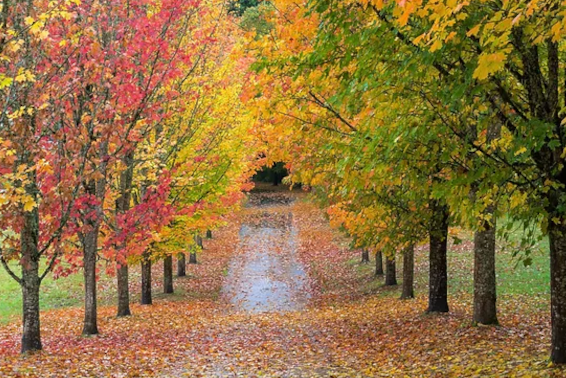 Fall Tree Care Guide for Utah Homeowners