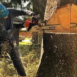 How Much Does Tree Removal Cost-300