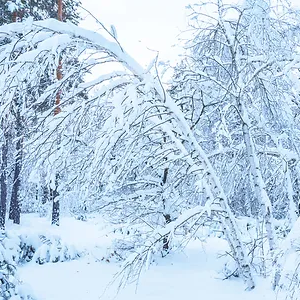 How Tree Experts Care for Snow-Covered Branches