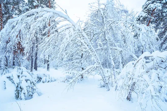 How Tree Experts Care for Snow-Covered Branches