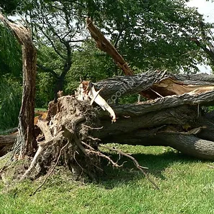 How to Handle a Utah Tree Emergency-300