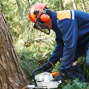 Need Tree Removal-Utah