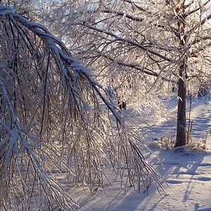 Prevent Winter Tree Damage-300