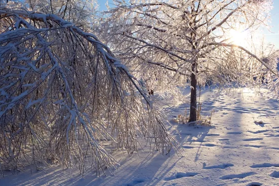 Prevent Winter Tree Damage-utah
