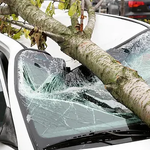 Property Damage Caused by Trees-300