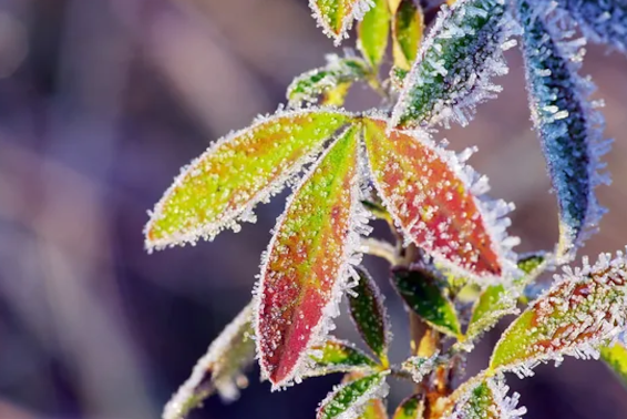 Protecting Trees from Frost Damage