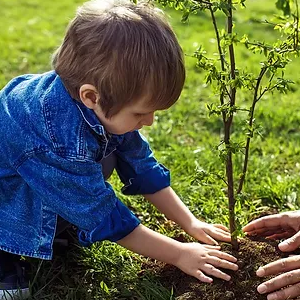 Tree Planting Tips from Professional Arborists