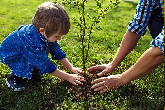 Tree Planting Tips from Professional Arborists