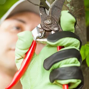 Tree Pruning 101-300