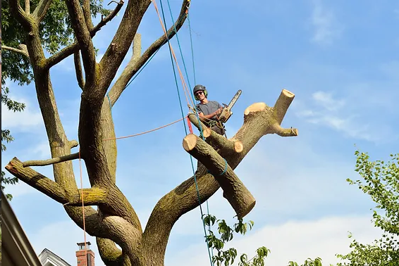 Tree Removal Costs & Strategies for Saving Money