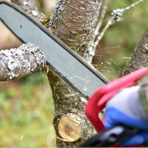 Why Tree Trimming Is an Important Task