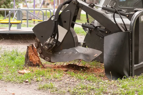 Why You Need a Professional for Stump Removal