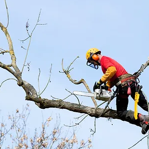 hiring-arborist