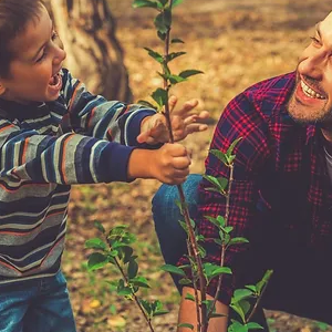 planting a new tree