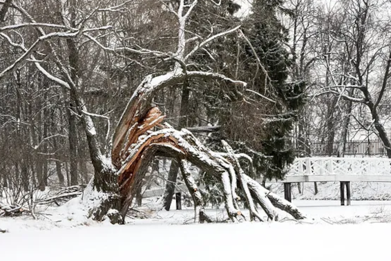snow-damage-trees-utah