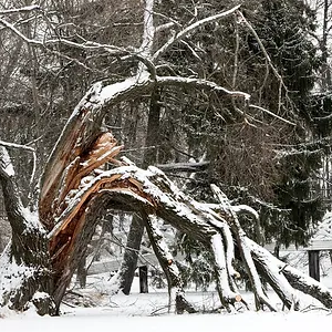 snow-damage-trees