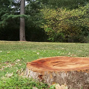 stump-grinding-professionals