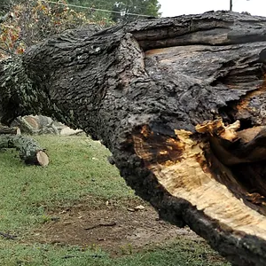 when is it time for tree removal